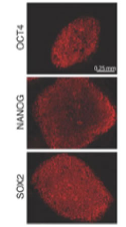 Images of Staining for intracellular OCT4, NANOG, and SOX2 for FACs analysis1