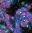Multicolored picture of cells under microscope