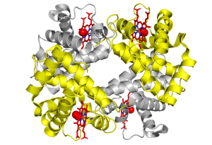 Figure of hemoglobin prepared by Todd L. Mollan, CBER. 