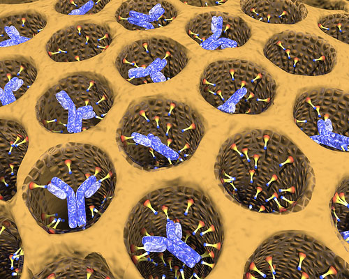 Antibodies in silica honeycomb