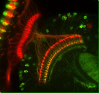 perhaps drosophia neuron