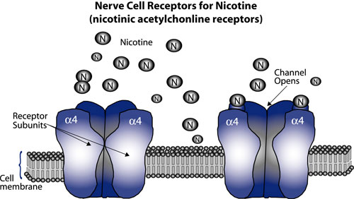 Graph: Brain Pathway to Nicotine Addiction