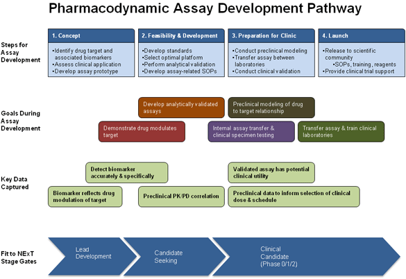 Pharmacodynamic Assay Development Pathway