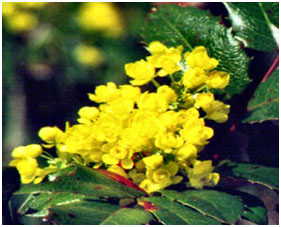 Oregon State Flower