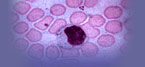 Picture of Cells