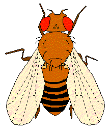 drawing of drosophila