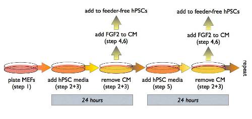 Conditioning pluripotent stem cell media with mouse embryonic fibroblasts (MEF-CM)