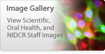 Image Gallery - View Scientific and Oral Health Images