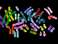 chromosomes