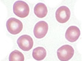 Red blood cells