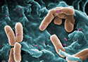 Pseudomonas bacteria