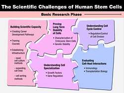 Thumbnail for The Scientific Challenges of Human Stem Cells. Click the image for a text description and to download the full-size image.