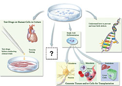 Thumbnail for The Promise of Stem Cell Research. Click the image for a text description and to download the full-size image.