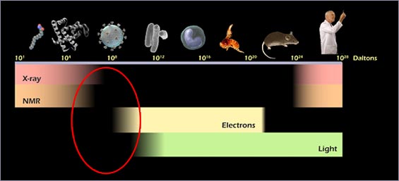 This figure shows a schematic comparison on a single size scale of the relative sizes of various objects that are of interest in biology.