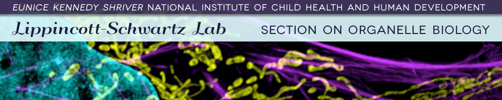 Eunice Kennedy Shriver National Institute of Child Health and Human Development - Lippincott-Schwartz Lab - Section on Organelle Biology