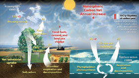 Click to learn more about carbon cycling and the climate.