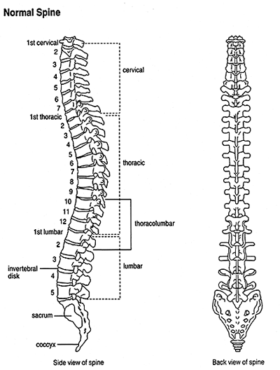 Illustration showing side and back view of normal spine, and location of separate areas: 1st cervical; 1st thoracic; 1st lumbar; invertebral disk; sacrum; and coccyx.