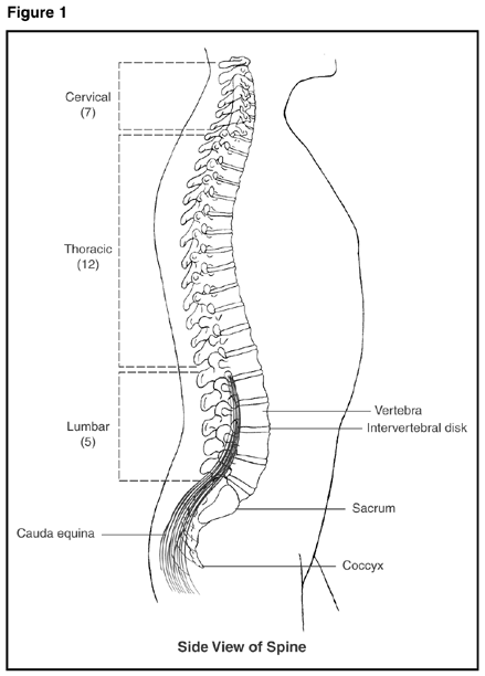 Illustration of Side view of Spine