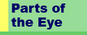 Parts of the Eye