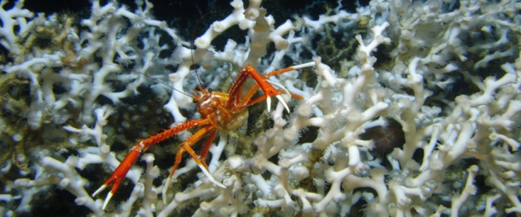 NOAA Ocean Explorer Lophelia II 2012a.jpg