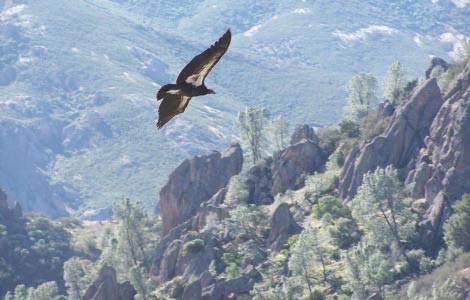 Condor flying at Pinnacles National Park - NPS Photo.