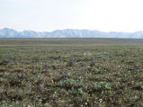 1002 Area: tundra in bloom