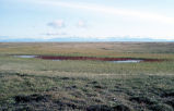1002 Area: tundra