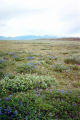 1002 Area: Tundra and mountains