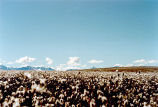 1002 Area: cottongrass in bloom