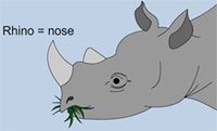 Picture of a rhinoceros