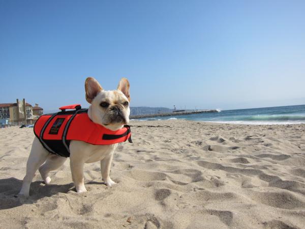 Image description: This dog&#8217;s owner made sure a pet life jacket was included in her emergency supply kit.
Learn more about how to make sure your animals are cared for during an emergency.
Photo from the Department of Homeland Security