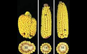 image of ears of corn