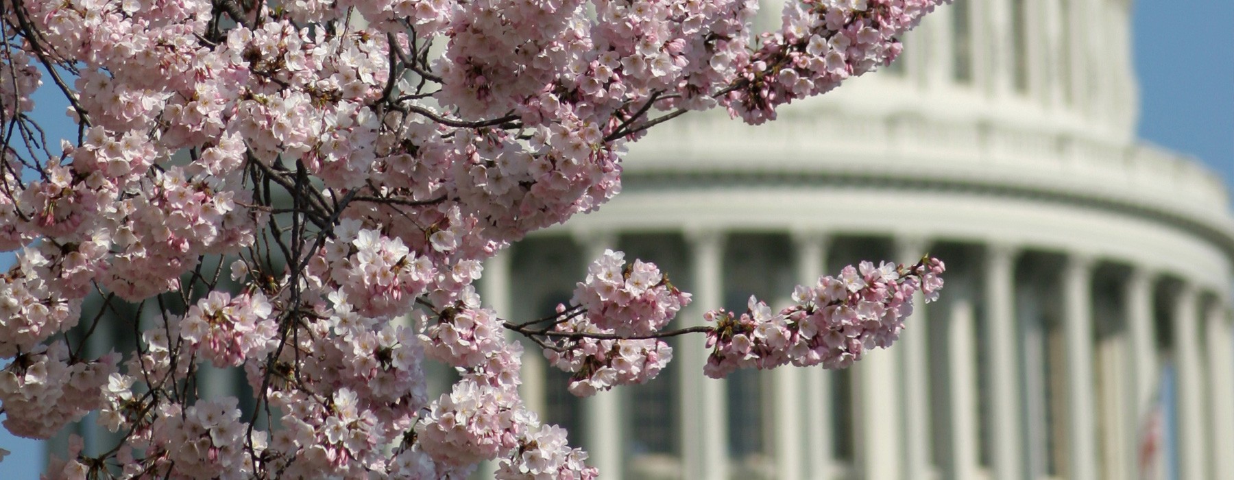 Cherry Blossoms with the United States Capitol Dome in Washington, DC