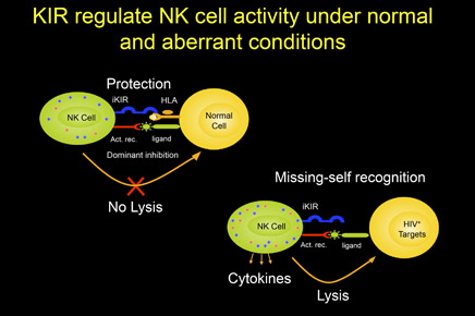 Diagram of KIR regulates NK cell activity