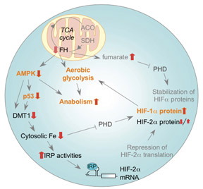 Image shows HLRCC pathway