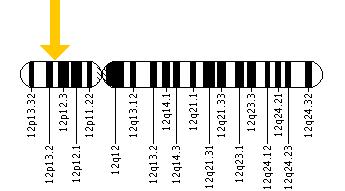 The ETV6 gene is located on the short (p) arm of chromosome 12 at position 13.