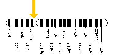 The SLC20A2 gene is located on the short (p) arm of chromosome 8 at position 11.21.