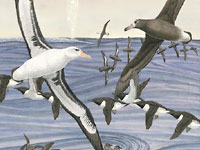 seabirds flying over water