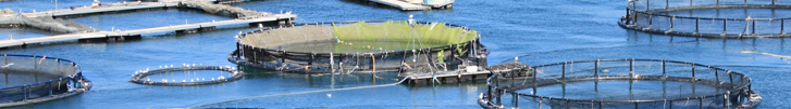 Image: Aquaculture