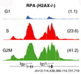RPA Accumulation during Class Switch Recombination 