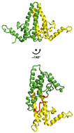 Different dimer structures of HBV e-antigen