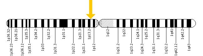 The GNAI3 gene is located on the short (p) arm of chromosome 1 at position 13.