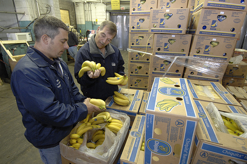 AMS employees inspect bananas in Philadelphia.