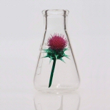 Erlenmeyer flask containing a red thistle flower