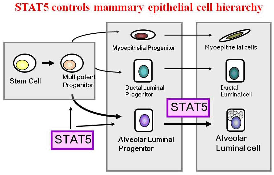 this image is a diagram presenting current knowledge on how the transcription factor STAT5 controls different cell lineages in the developing mammary gland