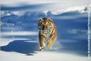 Amur tiger charging through snow (Tom Brakefield/Stockbyte/Thinkstock)