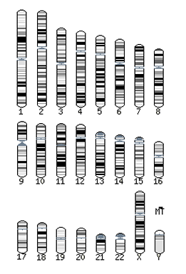 Human Karyotype