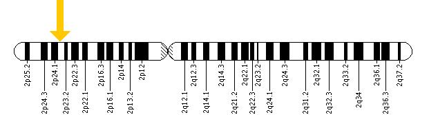 The MPV17 gene is located on the short (p) arm of chromosome 2 at position 23.3.