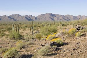 Sonoran Desert National Monument