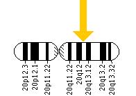 The SLC2A10 gene is located on the long (q) arm of chromosome 20 at position 13.1.